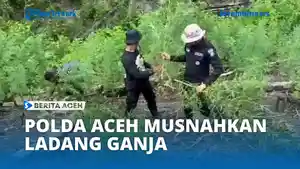 Ladang-Ganja-72738292.jpg