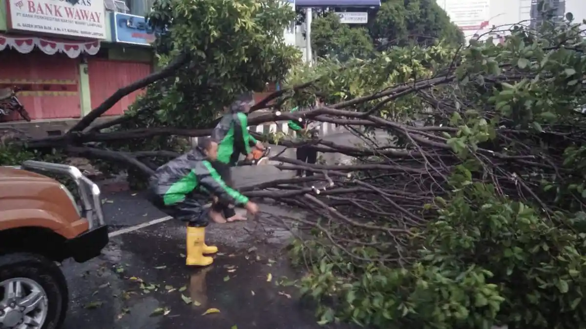 Hujan Deras dan Angin Kencang, Pohon Besar di Jalan Raden Inten Tumbang