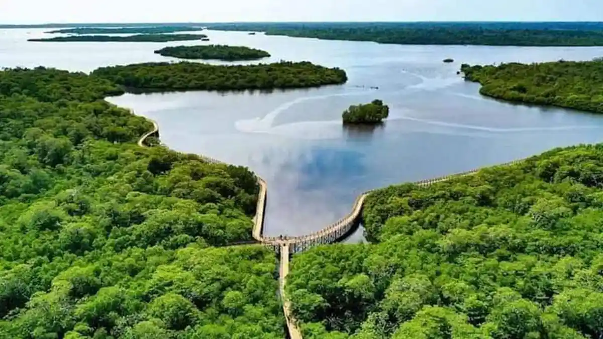 Pesona Wisata Mangrove Pering di Natuna, Jadi Wisata Mangrove Terluas di Kepri