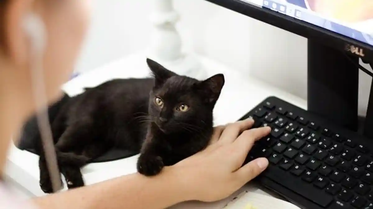Arti Mimpi Memelihara Kucing Hitam, Bisa Jadi Tanda Ketakutan atau Peringatan, Ini 5 Tafsir Mimpinya
