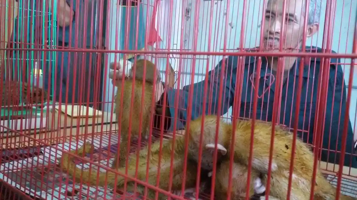 Polhut Sita Hewan Langka yang Diperjualbelikan Anak di Bawah Umur