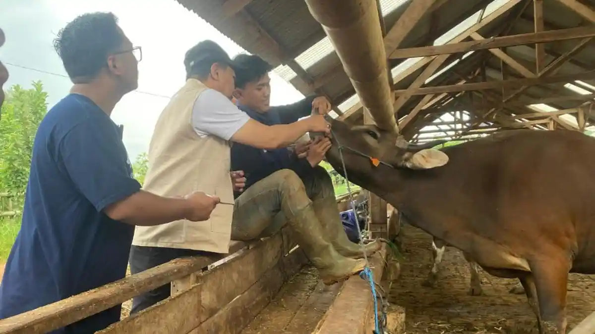 Pastikan Hewan Kurban Sehat dan Bebas PMK, Ketua Umum PDHI Kunjungi Kandang Mitra 