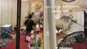 Viral-di-media-sosial-aksi-sapi-kurban-ngamuk-d.jpg