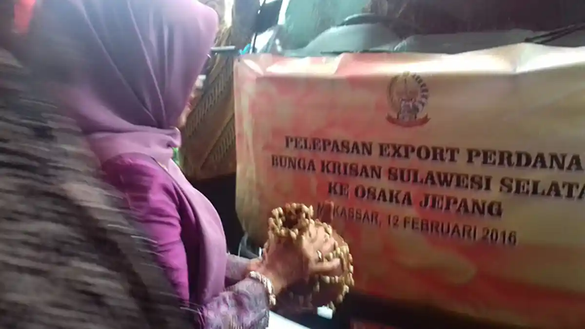 Bunga Krisan Malino Produksi Mufidah Kalla Tembus Pasar Jepang