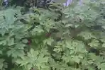 daun-insulin.jpg