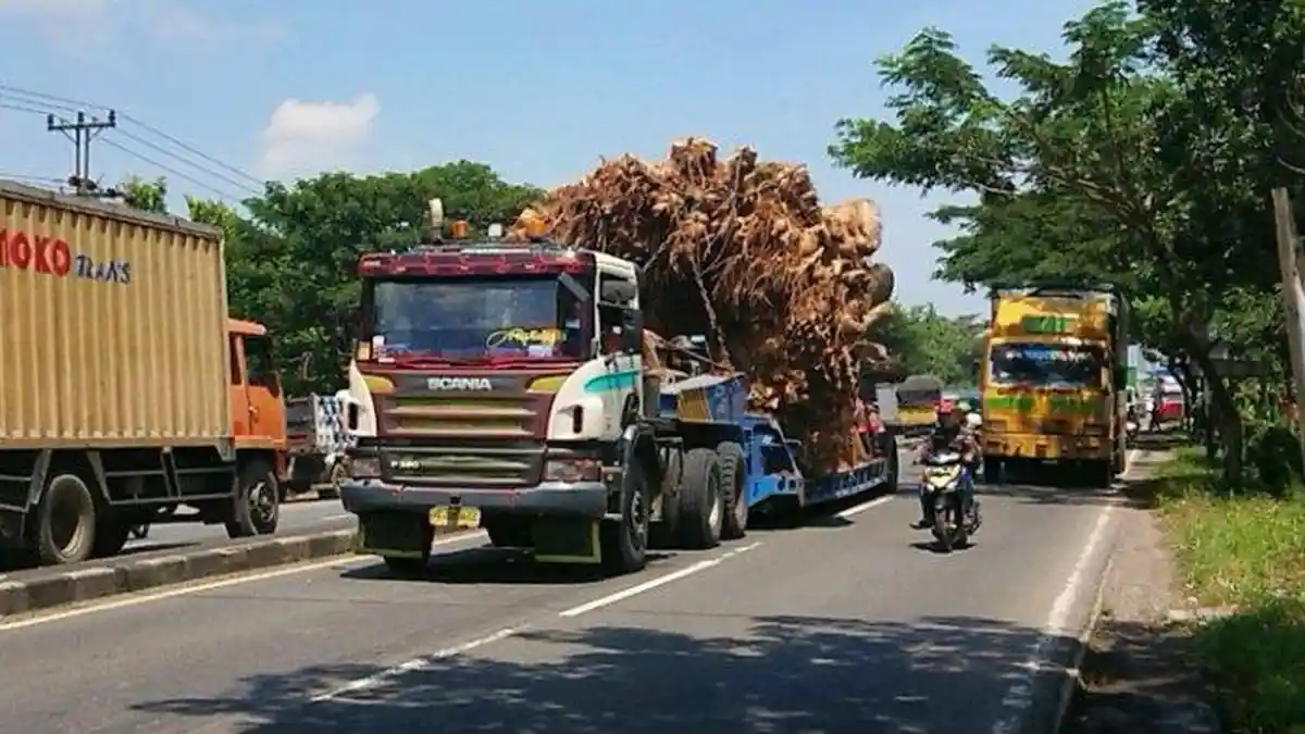 Penampakan Pohon Raksasa yang Dibeli Konglomerat Semarang, Jenis Baobab Asli Madagaskar