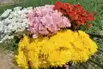 Selain-molen-dan-strawberry-oleh-oleh-yang-bisa-dibeli-wisatawan.jpg