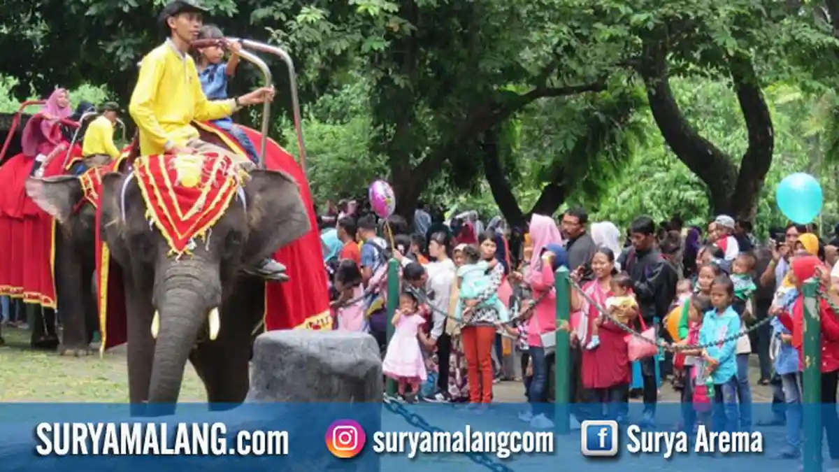 Kebun Binatang Surabaya Siapkan Barongsai untuk Rayakan Imlek