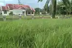 Rumput Ilalang Penuhi Halaman Kantor Dinas Trans Migrasi Aceh Singkil 