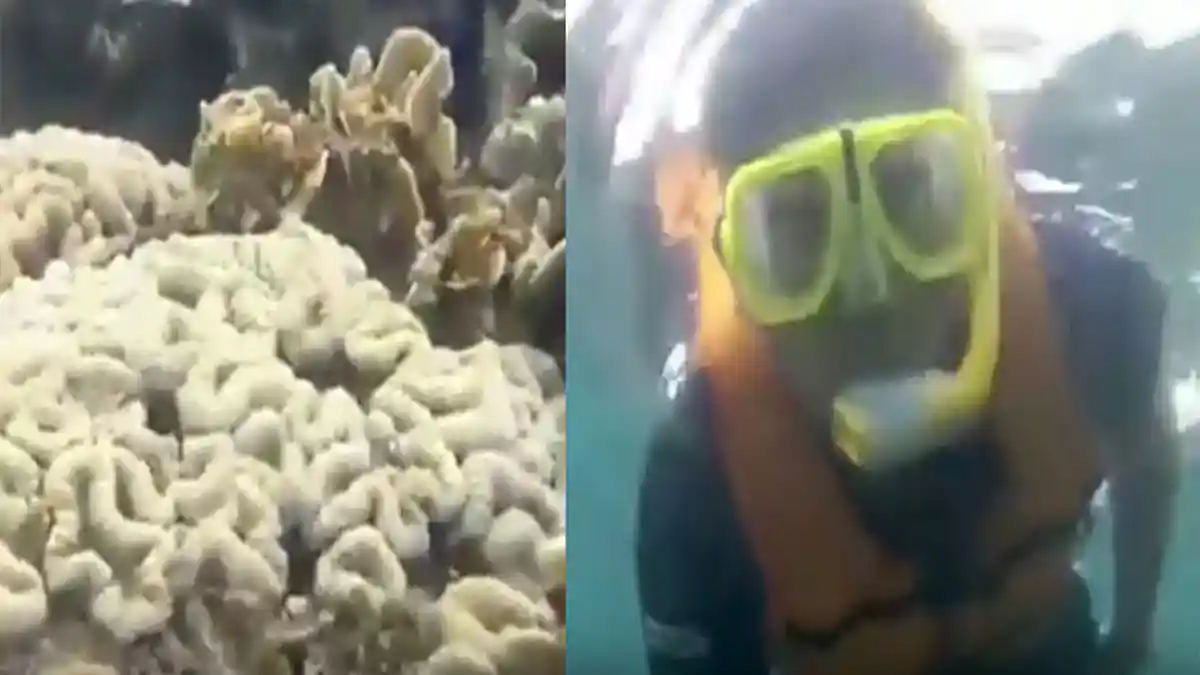 Wisata Pulau Tegal Mas - Banyak Spot Menarik untuk Snorkeling