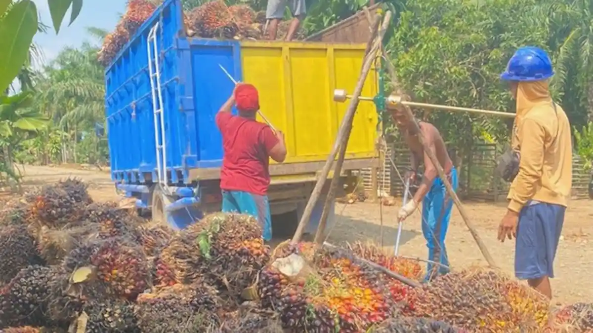 Naik Lagi, Harga CPO, Inti Sawit dan Harga TBS Sawit Provinsi Jambi Tembus Rp 2.500 per Kilogram