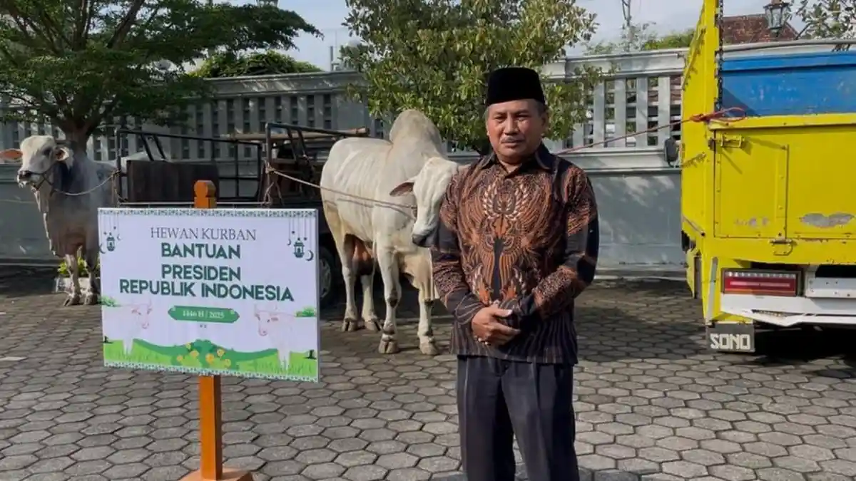 Presiden Prabowo dan Pemda DIY Serahkan Bantuan 17 Sapi Kurban ke Masjid dan Pondok Pesantren