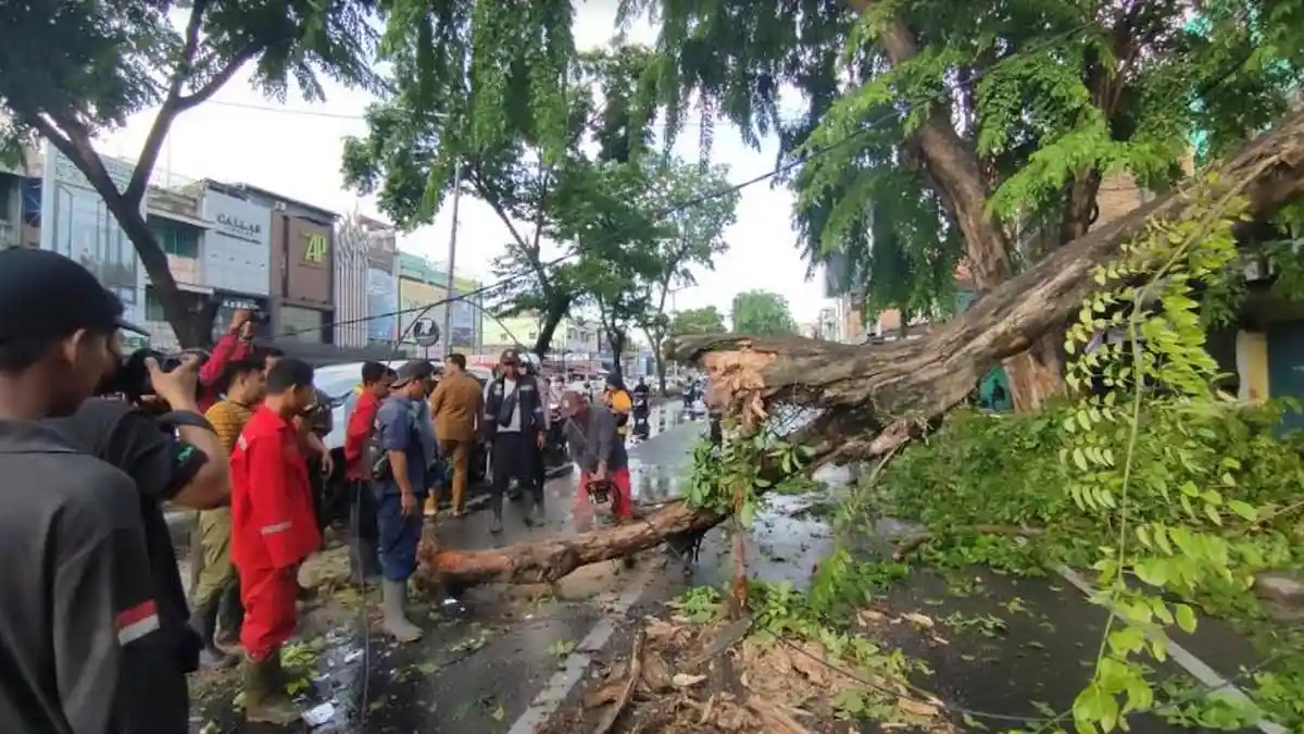 SEMPAT Macet karena Pohon Tumbang, Arus Lalu Lintas di Jalan Gatot Subroto Kembali Lancar