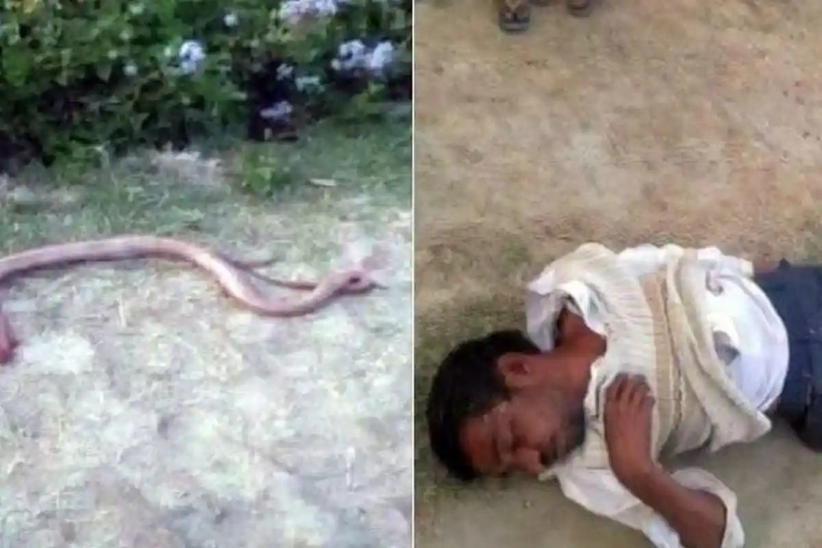 Kesal Dipatuk Ular, Pria Ini Balas Menggigit Kepala Ular dan Mengunyahnya, Berakhir Seperti Ini