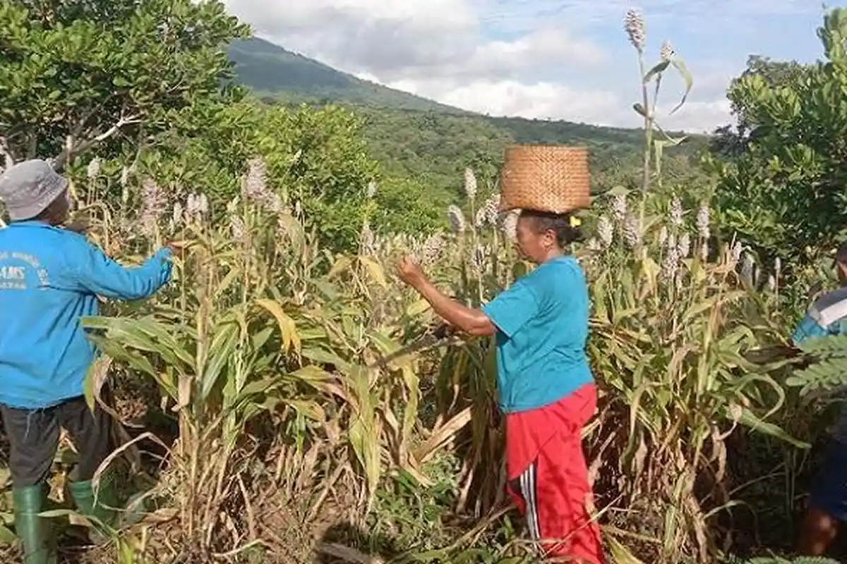 Keberhasilan Panen Sorgum di Lembata di Tengah Gagal Panen Jagung