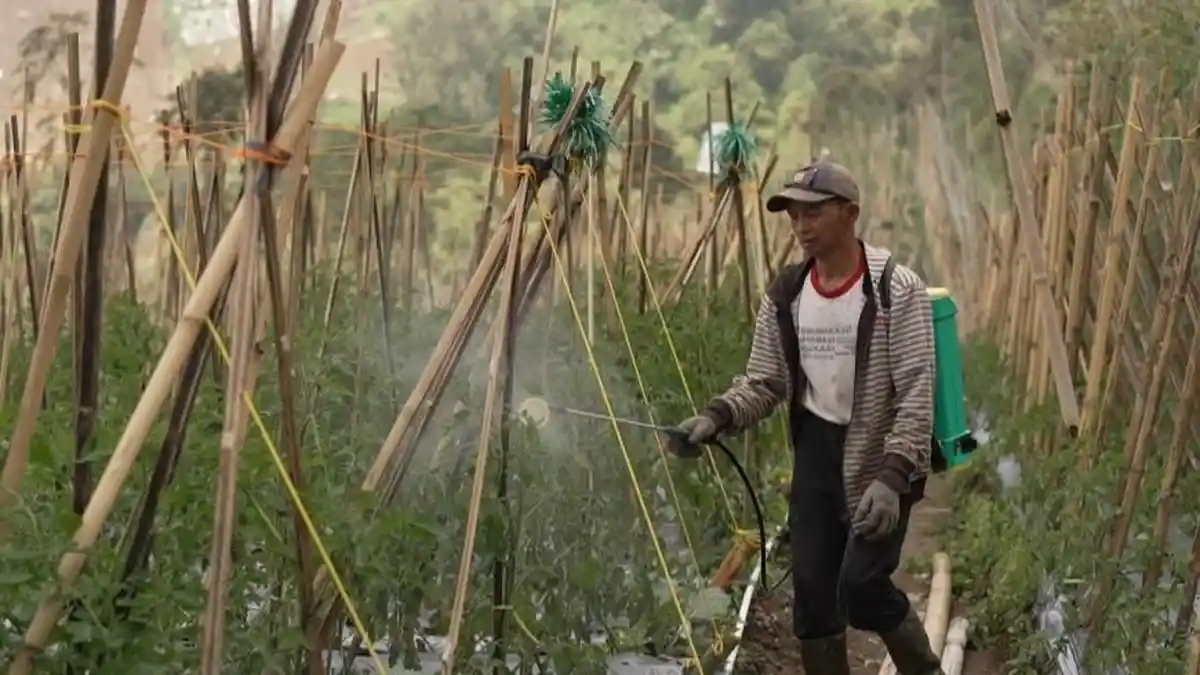 Petani Bersyukur Program MBG Dongkrak Pendapatan 60 Persen, Siap Pasok Sayuran saat Kemarau