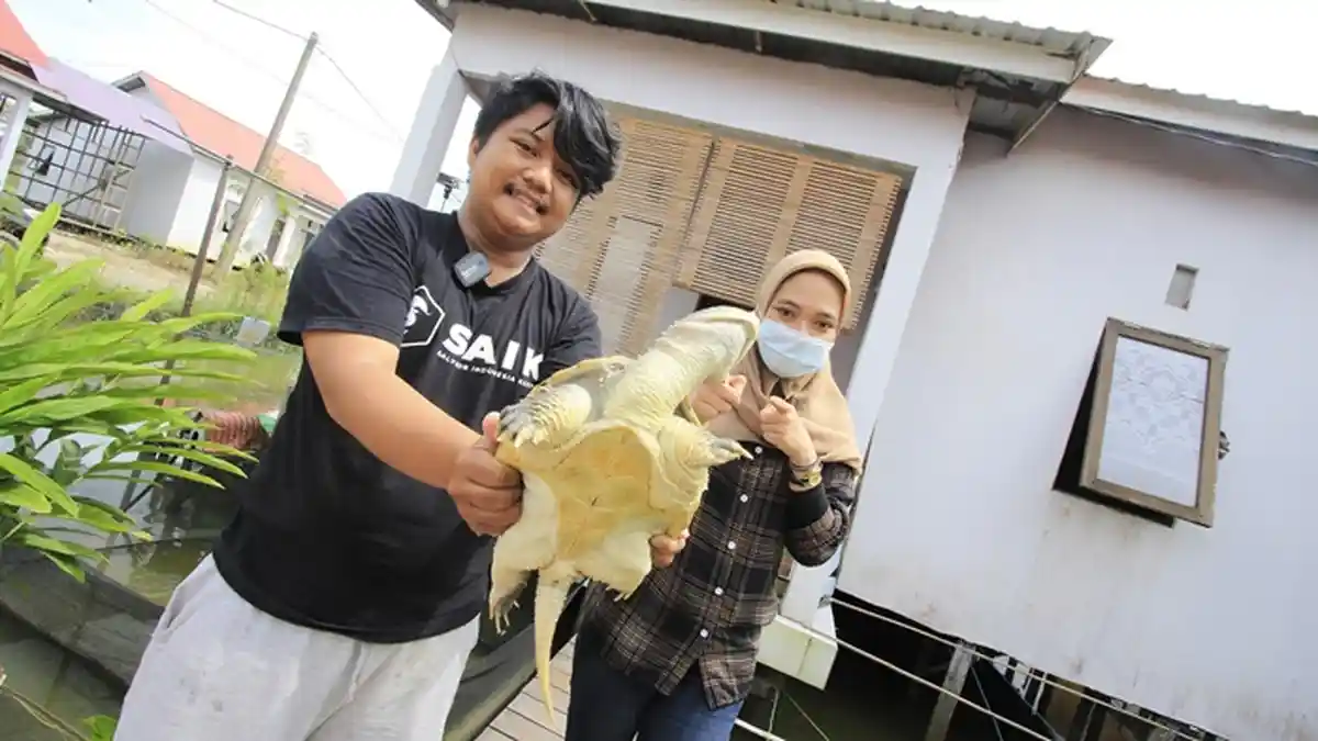 WEEKLY ANIMAL - Kura-kura Purba Jenis RES dan CST, Common Snapping Turtle Lebih Agresif