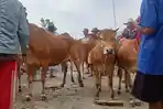 sapi-di-sampang-madura.jpg