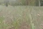 JAGUNG-LAYU-KEKERINGAN_01.jpg
