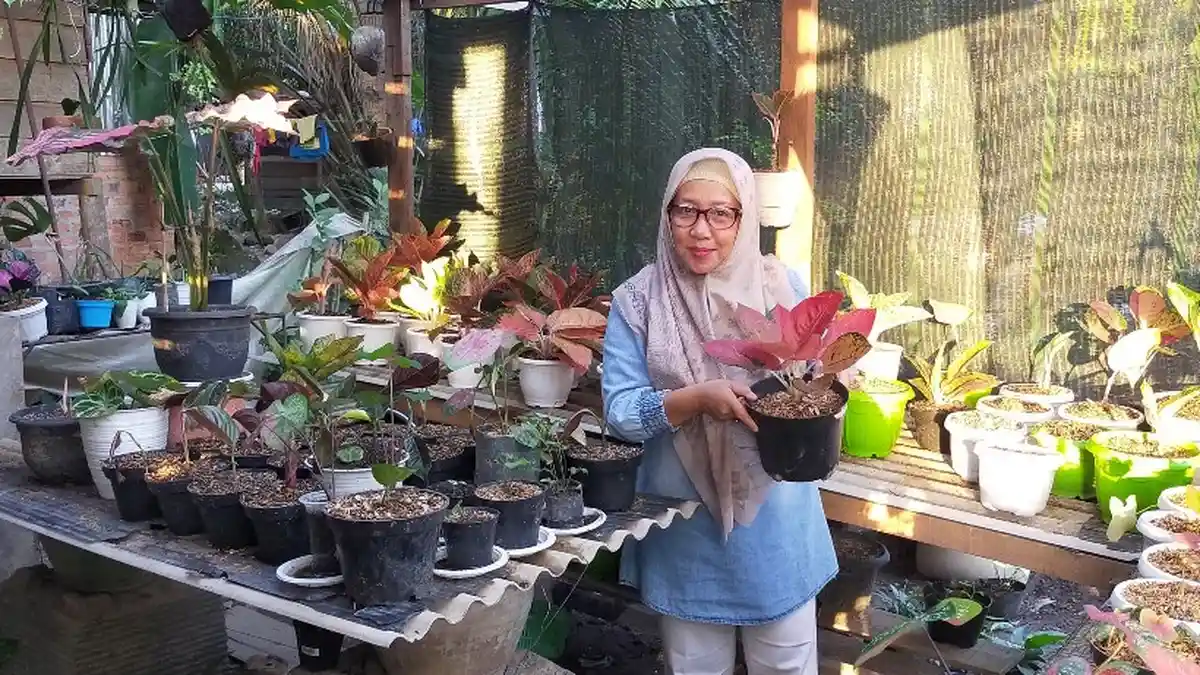 Ini Deretan Bunga Aglonema yang Harganya Bisa Sampai Jutaan, di Jambi Lagi Populer