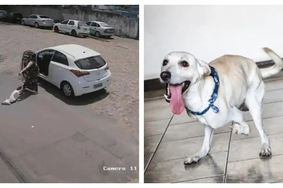 VIRAL Anjing Cacat Dibuang Pemiliknya, Sempat Pulang ke Rumah tapi Dibuang Lagi di Hari yang Sama