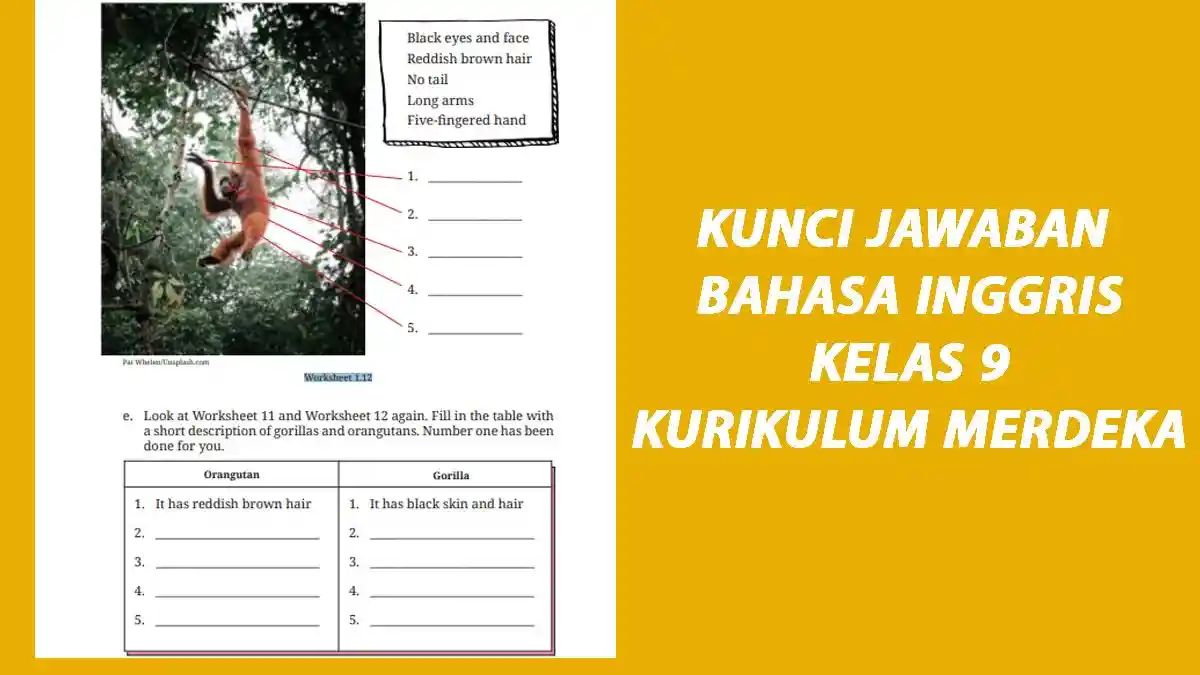 Kunci Jawaban Bahasa Inggris Kelas 9 Halaman 51 Kurikulum Merdeka, Unit 2 Orangutan and Gorilla