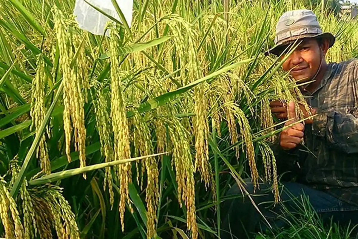 Padi Lokal Aceh Hasil Pemuliaan Lebih Unggul dari Varietas Nasional