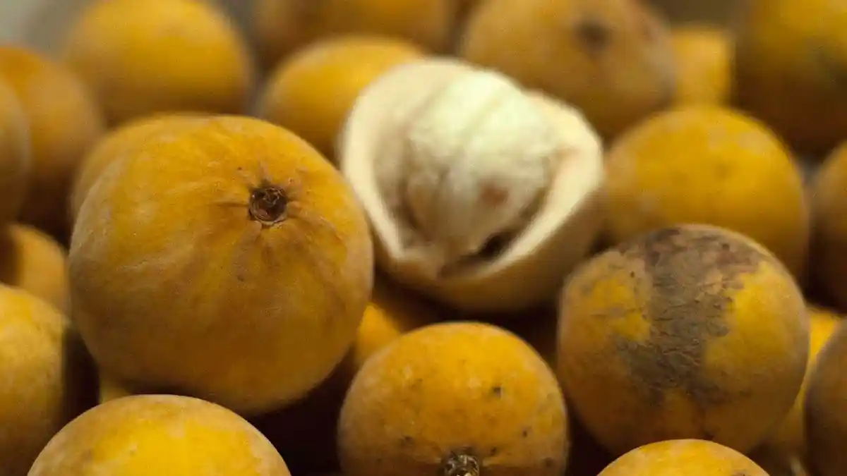 Tak Perlu Beli Obat Jutaan Rupiah untuk Obati Kanker, Cukup Makan Buah ini