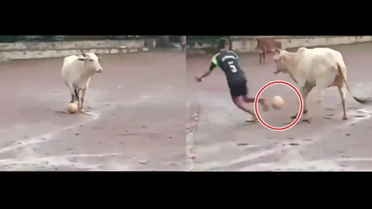 Seekor Sapi Diajak Bermain Sepakbola, Berhasil Giring Bola Lewati Pemain Manusia, Ini Aksinya!