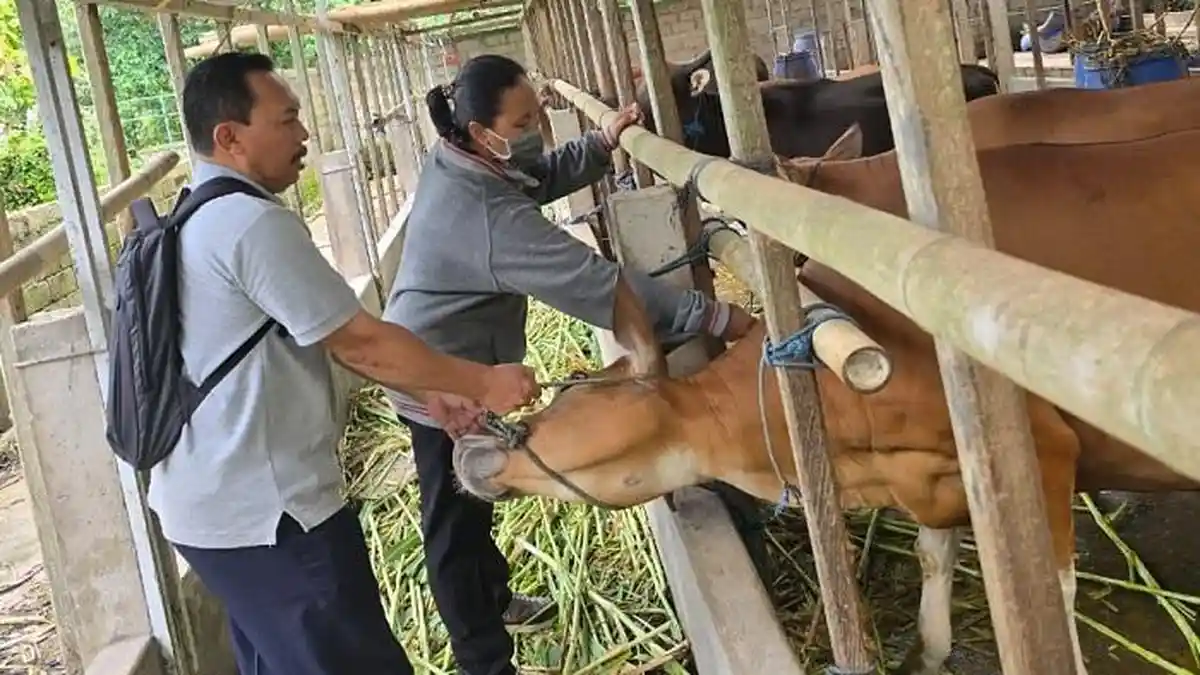 Jembrana Terima Jatah 1.500 Dosis Vaksin PMK, Langsung Eksekusi ke Peternak