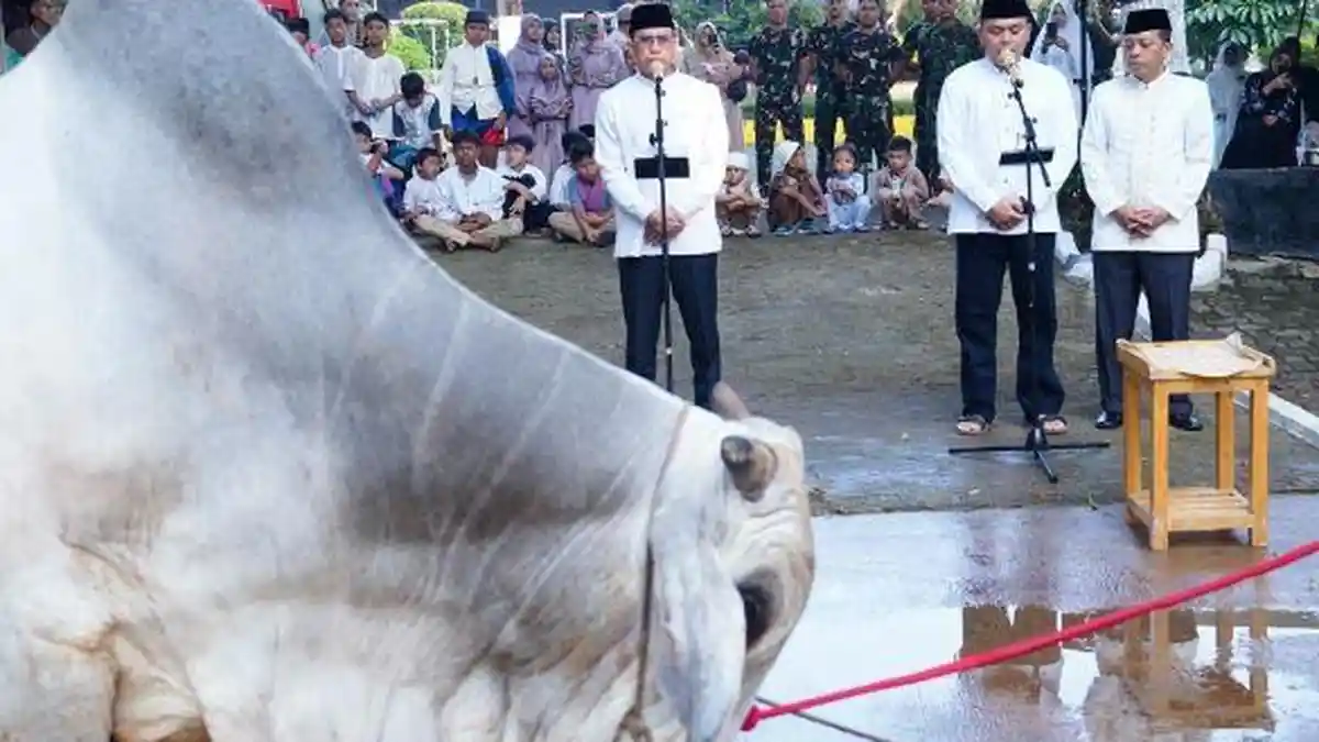 Iduladha 2024, Mabes TNI Sembelih 12 Sapi dan 7 Kambing Kurban dari Panglima dan Pejabat Lainnya