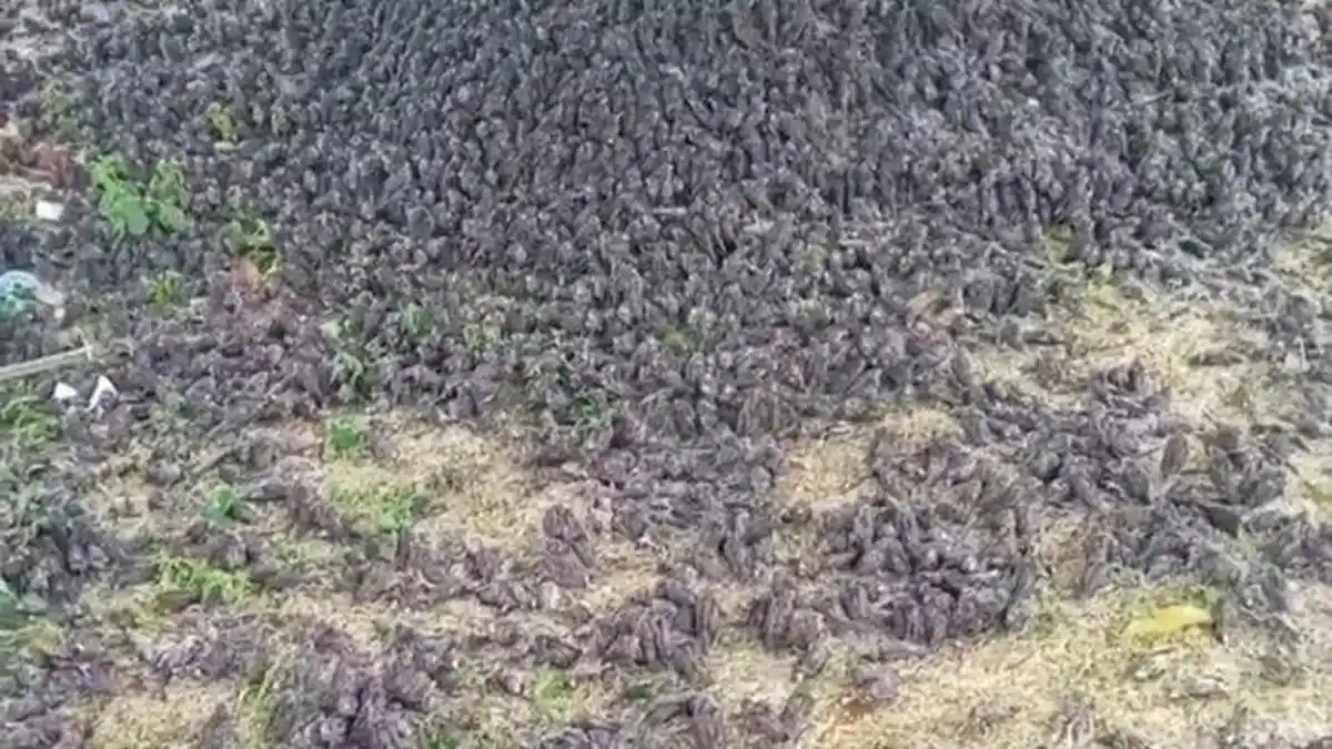 Burung Pipit Mati Massal Usai Diguyur Hujan di Cirebon dan Bali, Penyebab Masih Misterius