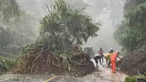Longsor-di-sekitar-jalan-yang-berlokasi-perkebunan-Temboanlo0.jpg