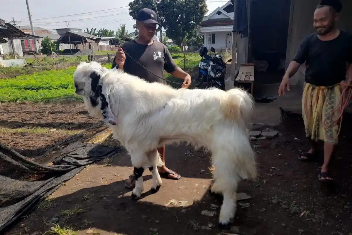 Diberi Pakan Bahan-bahan Pilihan, Harga Satu Kambing Etawa di Lumajang Capai Rp 20 Juta