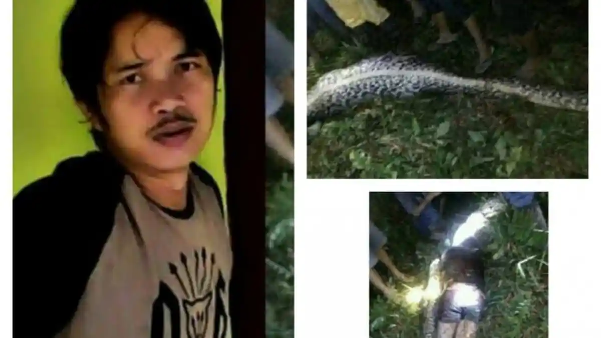 Sebelum Ditelan Ular Piton, Posisi Akbar Duduk Diterkam dari Belakang dan Diseret 10 Meter