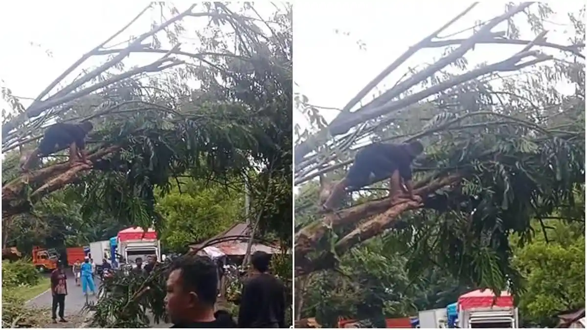 Pohon Besar Roboh di Jalan Tomohon-Manado, Akses Tak Bisa Dilalui Sementara, Pengendara Putar Balik