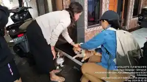 Kegiatan-vaksinasi-rabies-yang-dilaksanakan-petugas-Keswan-Kesmavet-Jembrana.jpg