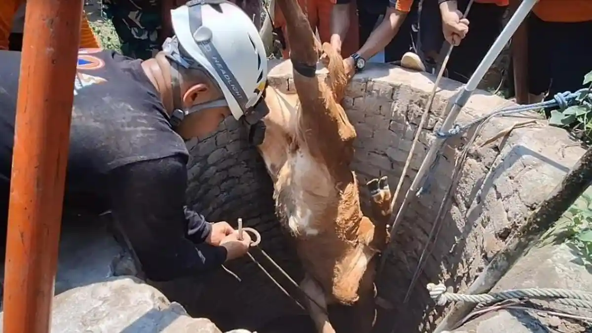 Heboh Anak Sapi Tercebur Sumur di Magetan, Kondisi Mengenaskan, Segini Kerugian si Pemilik