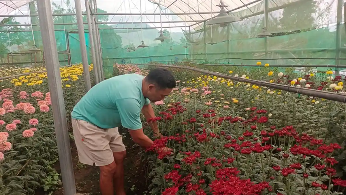 TIFF 2023 Jadi Ajang Panen Cuan Petani Bunga di Tomohon, 250 Ribu ...