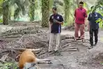 Disbunnak Keswan Kampar Selidiki Sapi Mati Mendadak di Desa Kualu