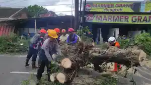 pohon-tumbang-di-Jalan-Raya-Karanglo-Desa-Banjararum-Kecamatan-Singosari-Malang.jpg