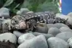 National Geographic Channel 