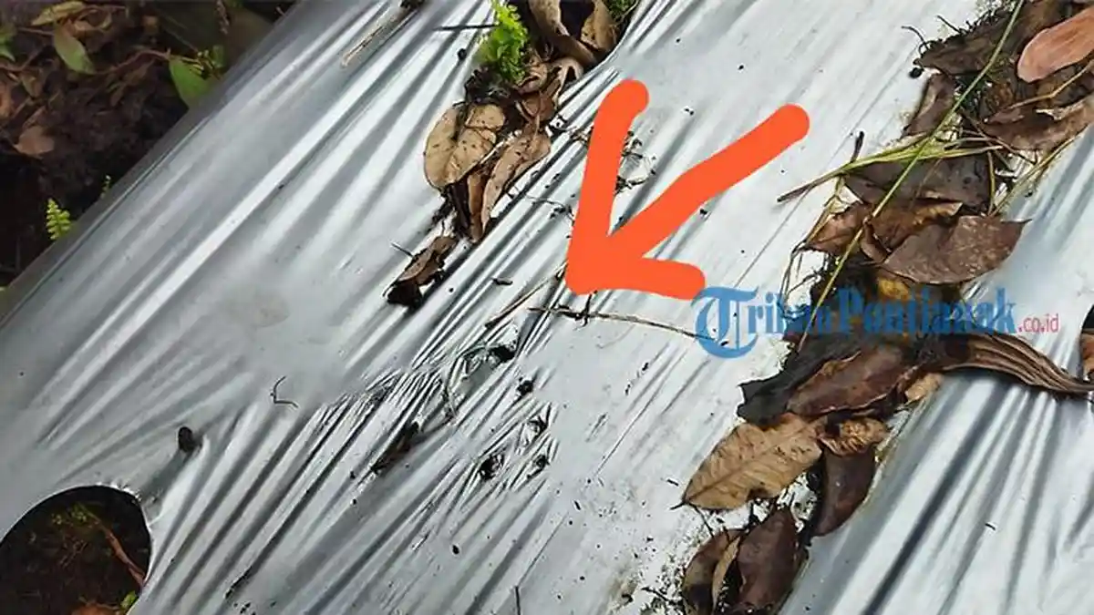 Muncul Lagi, Ciri-ciri Beruang Madu yang Hebohkan Warga Dusun Sidomulyo Kubu Raya Terungkap