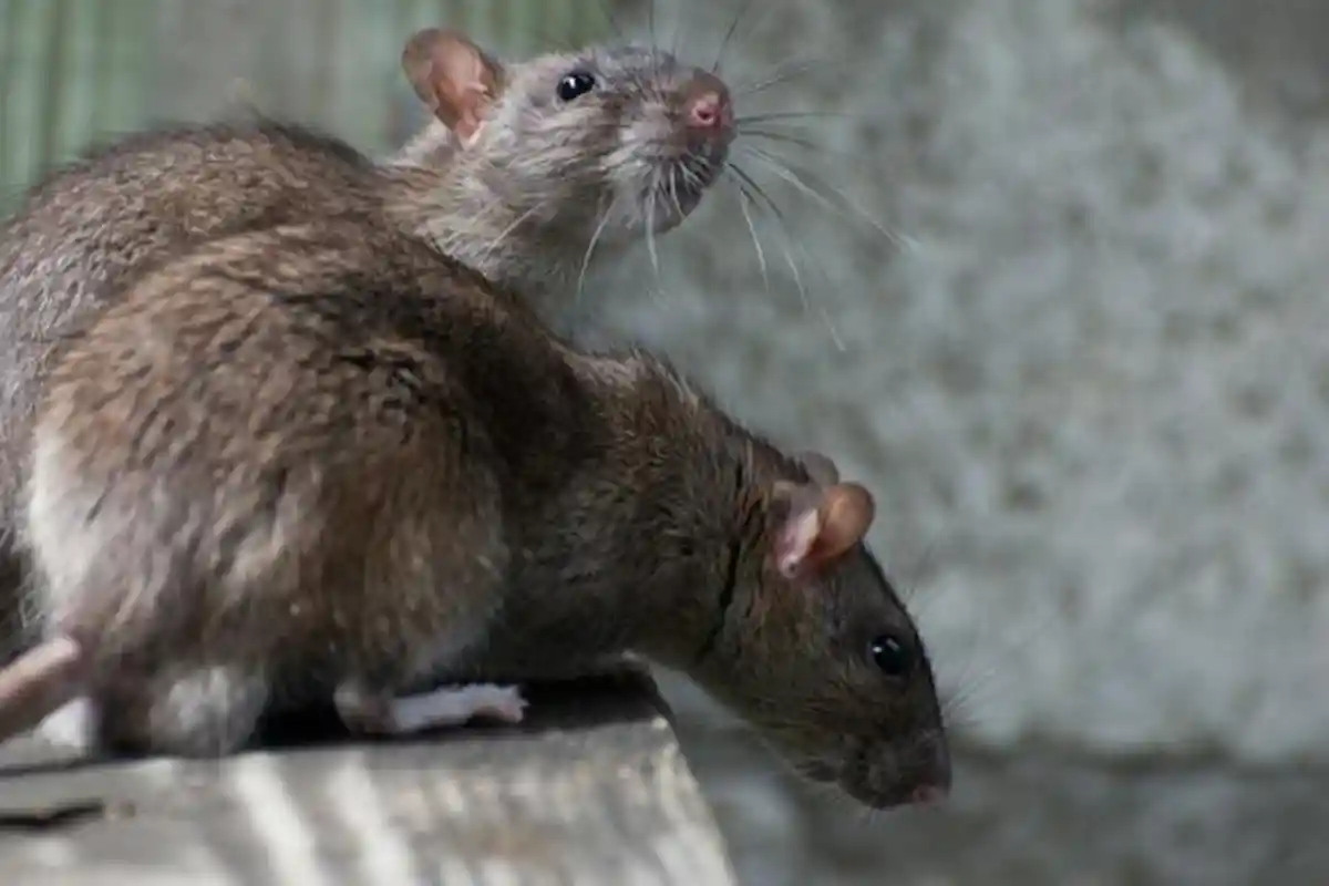 Menjijikkan! Beredar Video Tikus Berkeliaran di Rak Sebuah Gerai Roti, Warganet Jadi Heboh