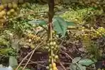Kopi Langka Yellow Caturra asal Amerika Selatan Tumbuh di Banyuwangi, Arabika Aroma Buah dan Bunga