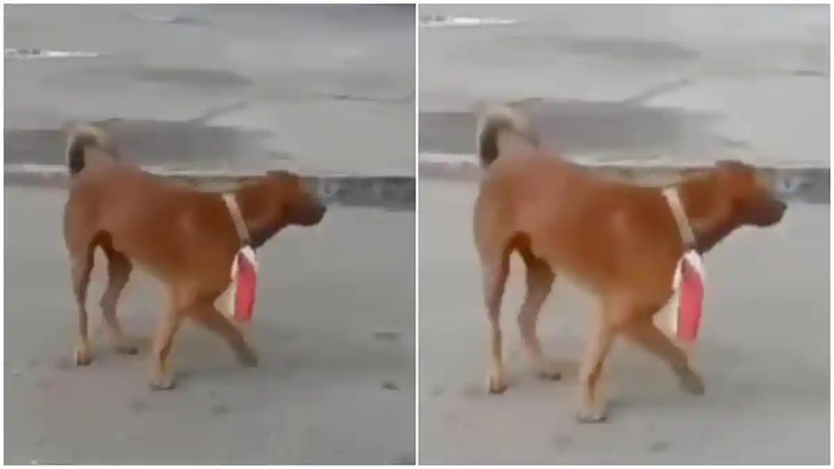 Soal Pria yang Kalungkan Bendera Merah Putih ke Anjing, Ini Kata Kapolres Bengkalis
