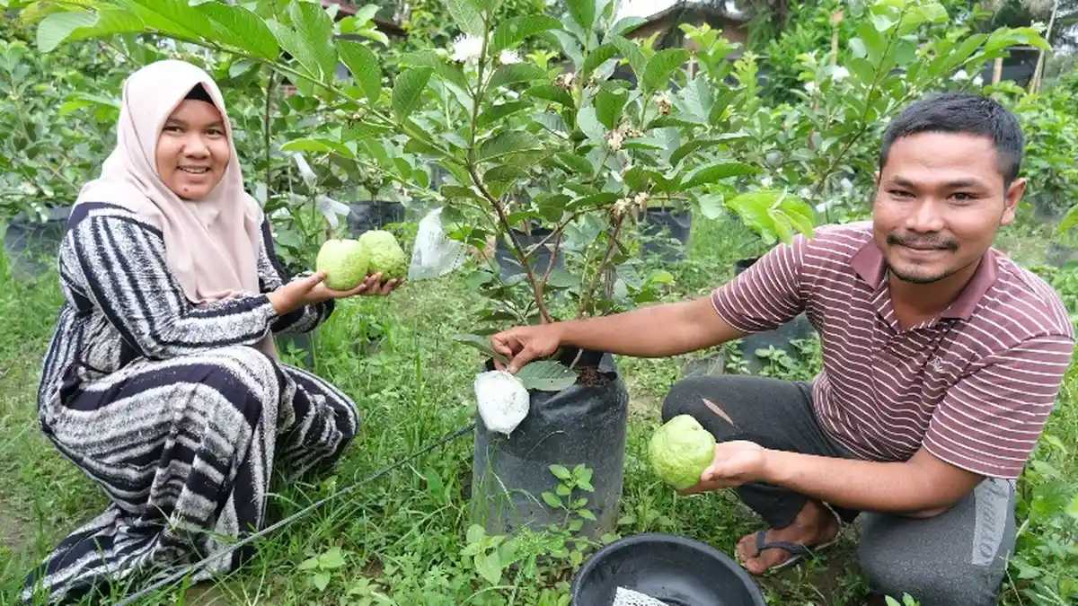 Jambu Kristal, Tanaman Buah Paling Populer Masa Pandemi Covid-19 di Subulussalam