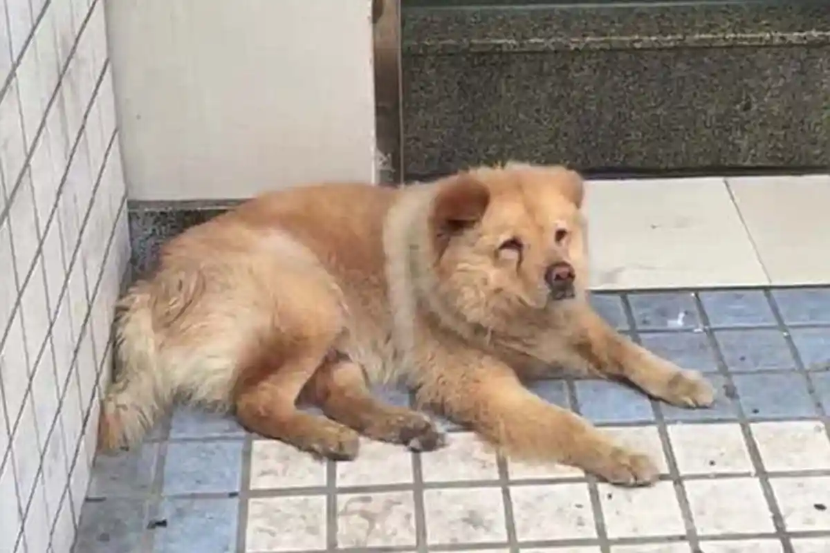 Setia Menunggu Majikannya Pulang Bekerja, Anjing Ini Hanya Duduk Diam di Stasiun Kereta