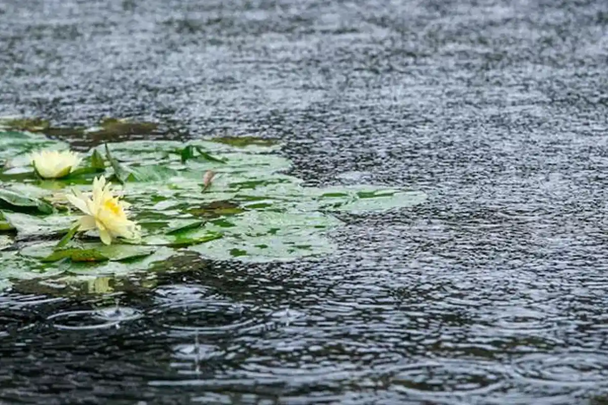 Info Cuaca Bogor Terbaru: Dari Kota hingga Kabupaten Diperkirakan Bakal Turun Hujan