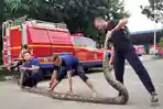 Awalnya Disangka Biawak, Ternyata Ular Sanca Jumbo Sepanjang Tujuh Meter Ngumpet di Bawah Lantai